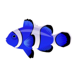 Tufts Clownfish